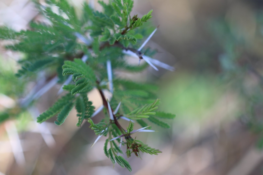 Commercial Property for Sale in Lekwena Wildlife Estate North West